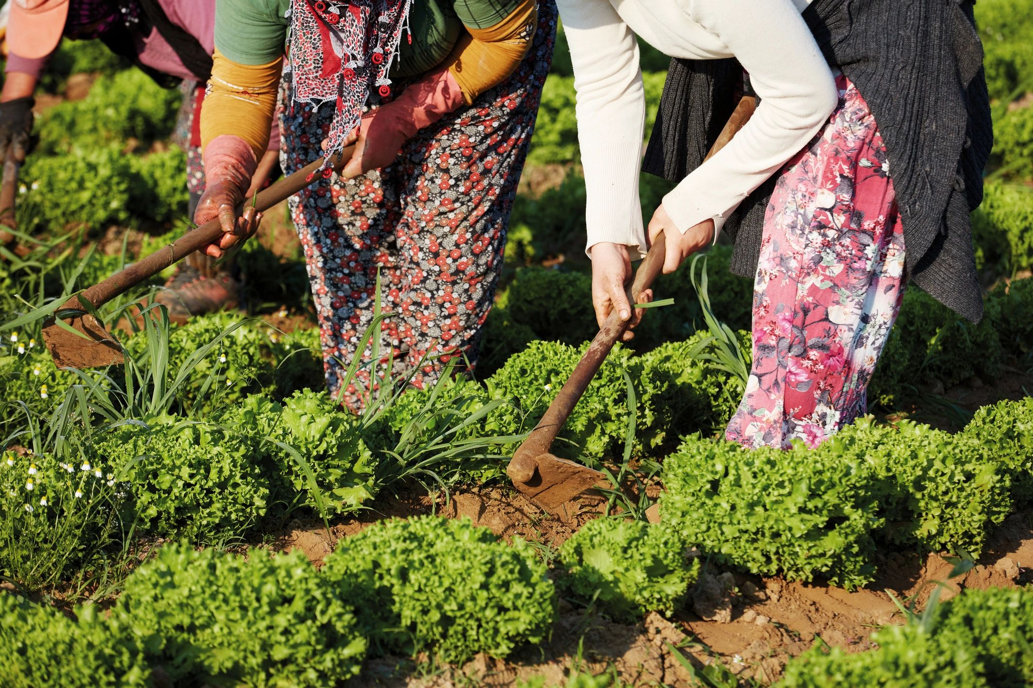 Agricultural field work