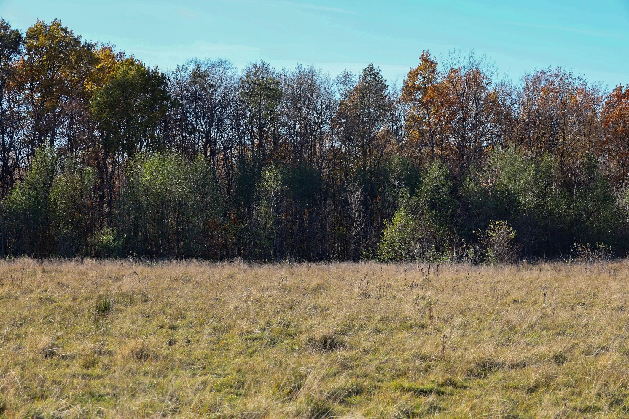 Grass field testimonial background