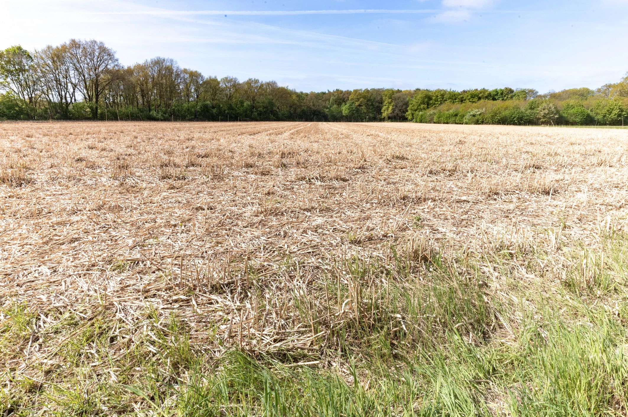 Straw blowing and erosion control field