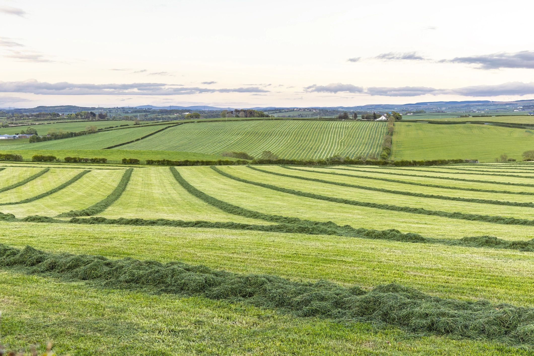 Brush cutting service